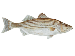 striped bass